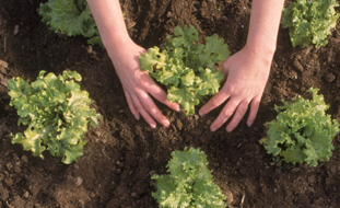 Sustainability (photo from photostogo.com)